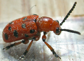 Twelve-spotted Asparagus Beetle